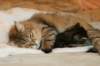 amurinvictoriagirlsibn22dob912201424_small.jpg