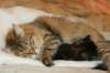 amurinvictoriagirlsibn22dob912201425_small.jpg