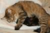amurinvictoriagirlsibn22dob912201426_small.jpg