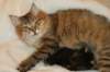 amurinvictoriagirlsibn22dob912201427_small.jpg