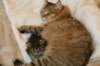 amurinvictoriagirlsibn22dob912201428_small.jpg
