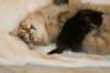 amurinvictoriagirlsibn22dob912201429_small.jpg