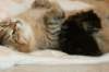 amurinvictoriagirlsibn22dob912201430_small.jpg
