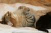 amurinvictoriagirlsibn22dob912201431_small.jpg