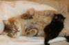 amurinvictoriagirlsibn22dob912201432_small.jpg