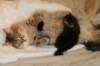 amurinvictoriagirlsibn22dob912201433_small.jpg