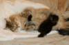 amurinvictoriagirlsibn22dob912201434_small.jpg