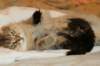 amurinvictoriagirlsibn22dob912201435_small.jpg