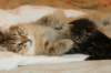 amurinvictoriagirlsibn22dob912201436_small.jpg