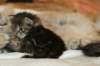 amurinvictoriagirlsibn22dob912201437_small.jpg