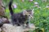 vania85viikkoa30624_small.jpg