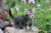vania85viikkoa30625_small.jpg
