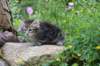 vania85viikkoa3064_small.jpg