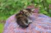 vanna45weeks2642_small.jpg