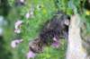 venamin85viikkoa30640_small.jpg