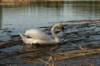 jumalatekiminullehauskanylltyksenjatoijoutsenenrantaammegodsurprisedmeandbroughttheswantoourshore4_small.jpg