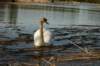 jumalatekiminullehauskanylltyksenjatoijoutsenenrantaammegodsurprisedmeandbroughttheswantoourshore5_small.jpg