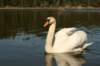 jumalatekiminullehauskanylltyksenjatoijoutsenenrantaammegodsurprisedmeandbroughttheswantoourshore6_small.jpg