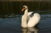 jumalatekiminullehauskanylltyksenjatoijoutsenenrantaammegodsurprisedmeandbroughttheswantoourshore7_small.jpg