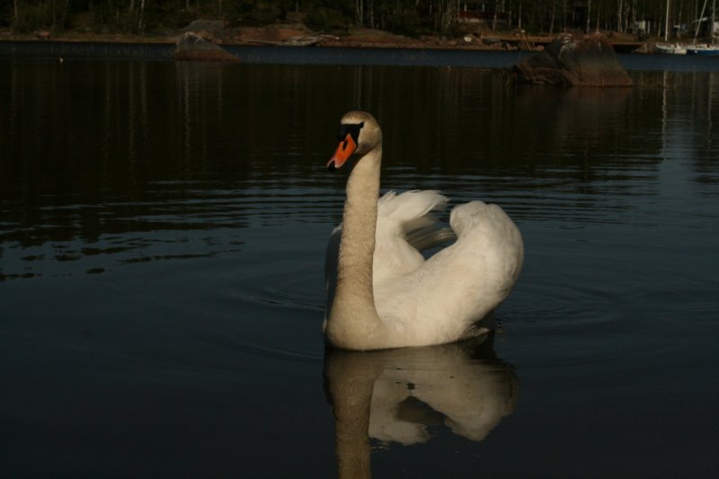 jumalatekiminullehauskanylltyksenjatoijoutsenenrantaammegodsurprisedmeandbroughttheswantoourshore8.jpg