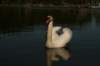 jumalatekiminullehauskanylltyksenjatoijoutsenenrantaammegodsurprisedmeandbroughttheswantoourshore8_small.jpg