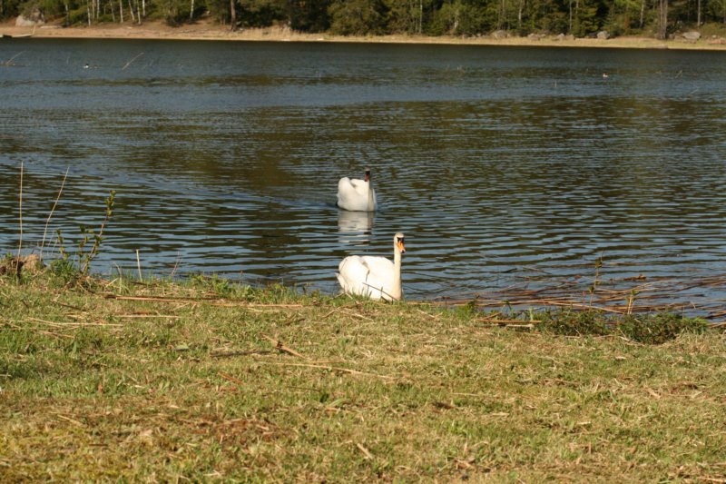 jumalatekiminullehauskanylltyksenjatoikaksijoutsentarantaammegodsurprisedmeandbroughttwoswanstoourshore.jpg
