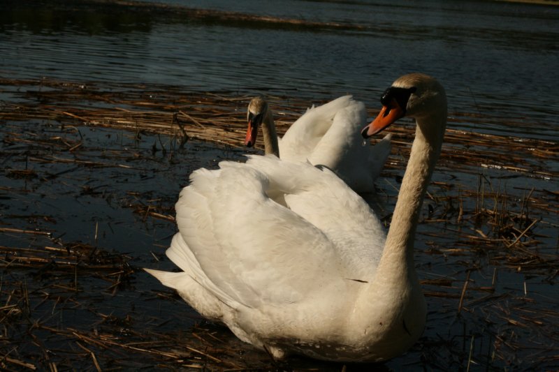 jumalatekiminullehauskanylltyksenjatoikaksijoutsentarantaammegodsurprisedmeandbroughttwoswanstoourshore3.jpg