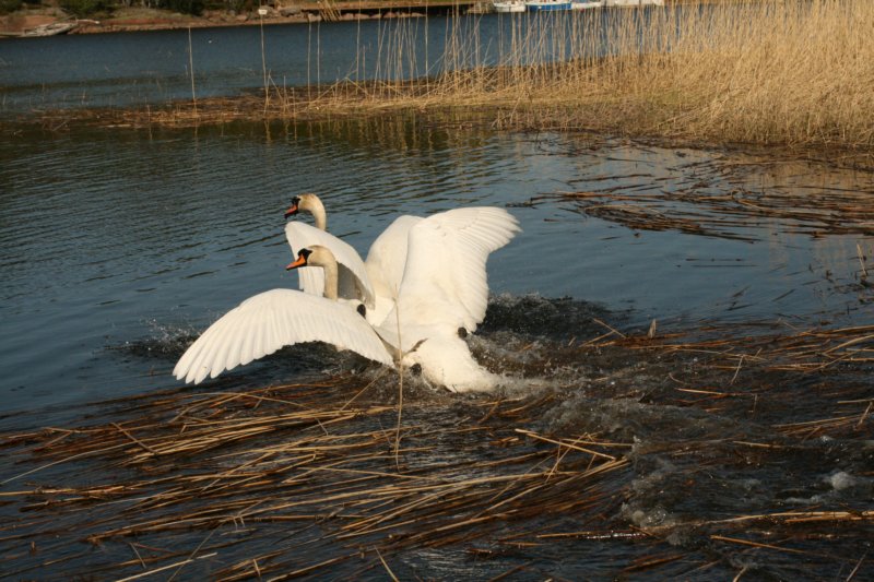 jumalatekiminullehauskanylltyksenjatoikaksijoutsentarantaammegodsurprisedmeandbroughttwoswanstoourshore8.jpg