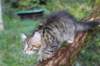 amurinxara11weeks81017_small.jpg