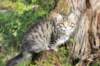 amurinxara11weeks81027_small.jpg
