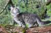 amurinxara11weeks8109_small.jpg