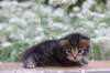 xaravaal3weeks118202327_small.jpg