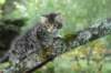 xara55weeks298202310_small.jpg