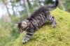 xara75weeks119202318_small.jpg