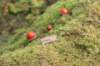 xara75weeks11920231_small.jpg