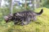 xara75weeks119202321_small.jpg