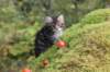 xara75weeks11920232_small.jpg