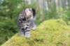 xara75weeks119202337_small.jpg