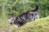 xara75weeks119202342_small.jpg