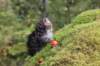 xara75weeks11920234_small.jpg