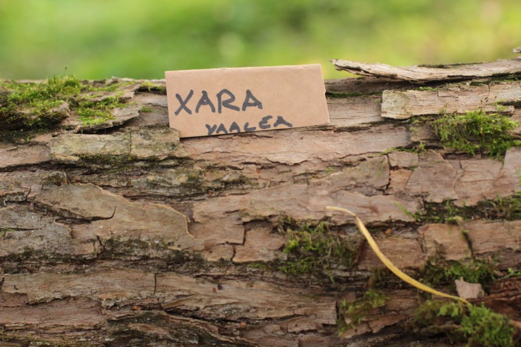 xara95weeks279231.jpg