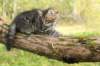 xara95weeks2792324_small.jpg