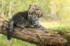 xara95weeks2792325_small.jpg