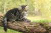 xara95weeks2792326_small.jpg