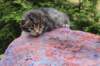 xaragirl2weeks38202310_small.jpg