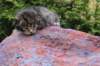 xaragirl2weeks38202311_small.jpg