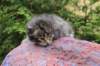 xaragirl2weeks38202313_small.jpg
