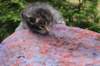 xaragirl2weeks38202314_small.jpg