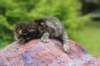xaragirl2weeks38202316_small.jpg