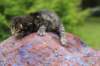 xaragirl2weeks38202317_small.jpg